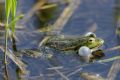 Pelophylax kl. esculentus